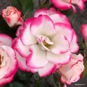 ART DECO (floribunda)